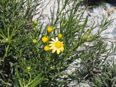 Senecio linifolius