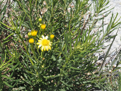 Senecio linifolius