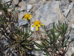 Senecio linifolius