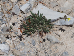 Brassica repanda blancoana