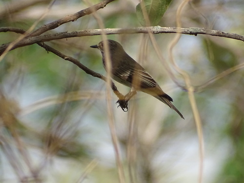 Spotted Flycatcher