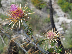 Ptilostemon hispanicus