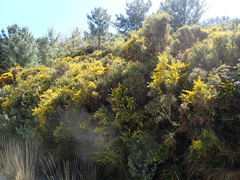 Ulex parviflorus parviflorus