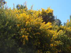 Ulex parviflorus parviflorus