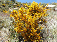 Ulex parviflorus parviflorus
