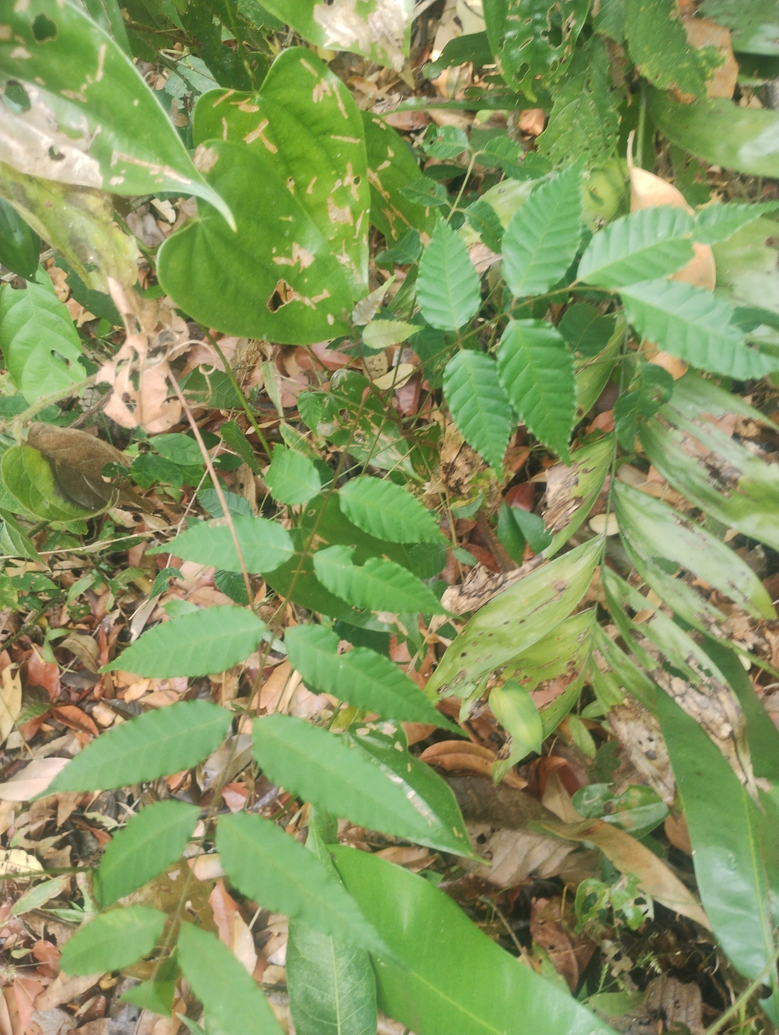 Imagem de Guaritá