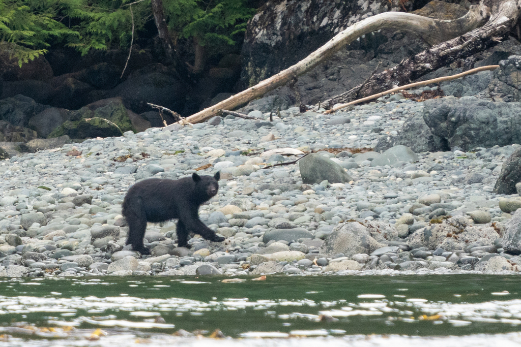 Vancouver Island Black Bear