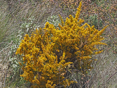 Ulex parviflorus parviflorus