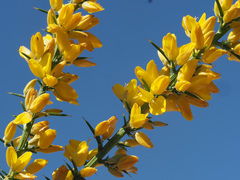 Ulex parviflorus parviflorus