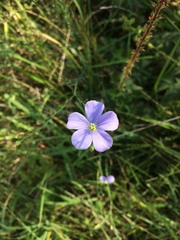 Linum perenne