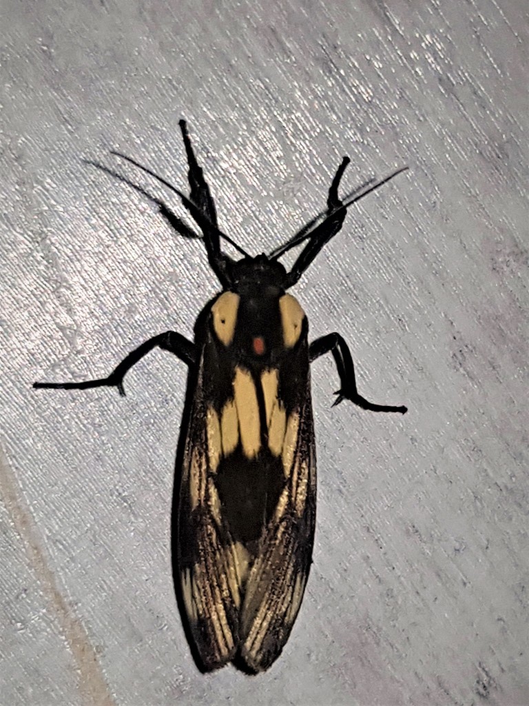 Ardonea tenebrosa