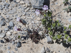 Chaenorhinum macropodum degenii