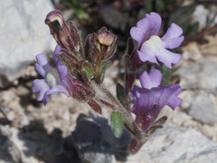 Chaenorhinum macropodum degenii