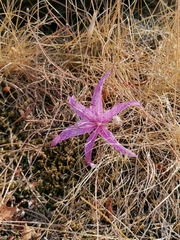 Colchicum variegatum