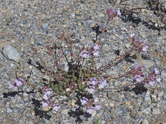 Chaenorhinum macropodum degenii