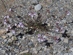 Chaenorhinum macropodum degenii
