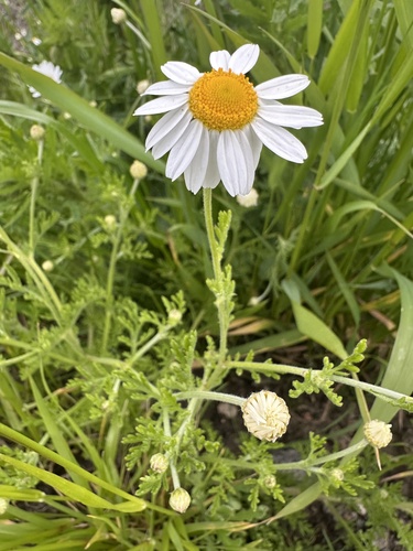 Corn Chamomile