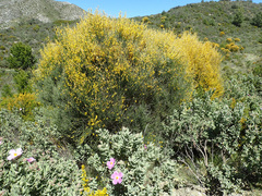 Genista ramosissima