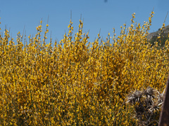 Genista ramosissima