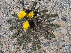 Taraxacum obovatum