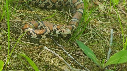 Milk Snake