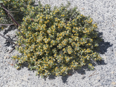 Thymelaea tartonraira angustifolia