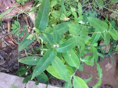 Commelina erecta