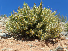 Thymelaea tartonraira angustifolia