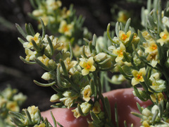 Thymelaea tartonraira angustifolia