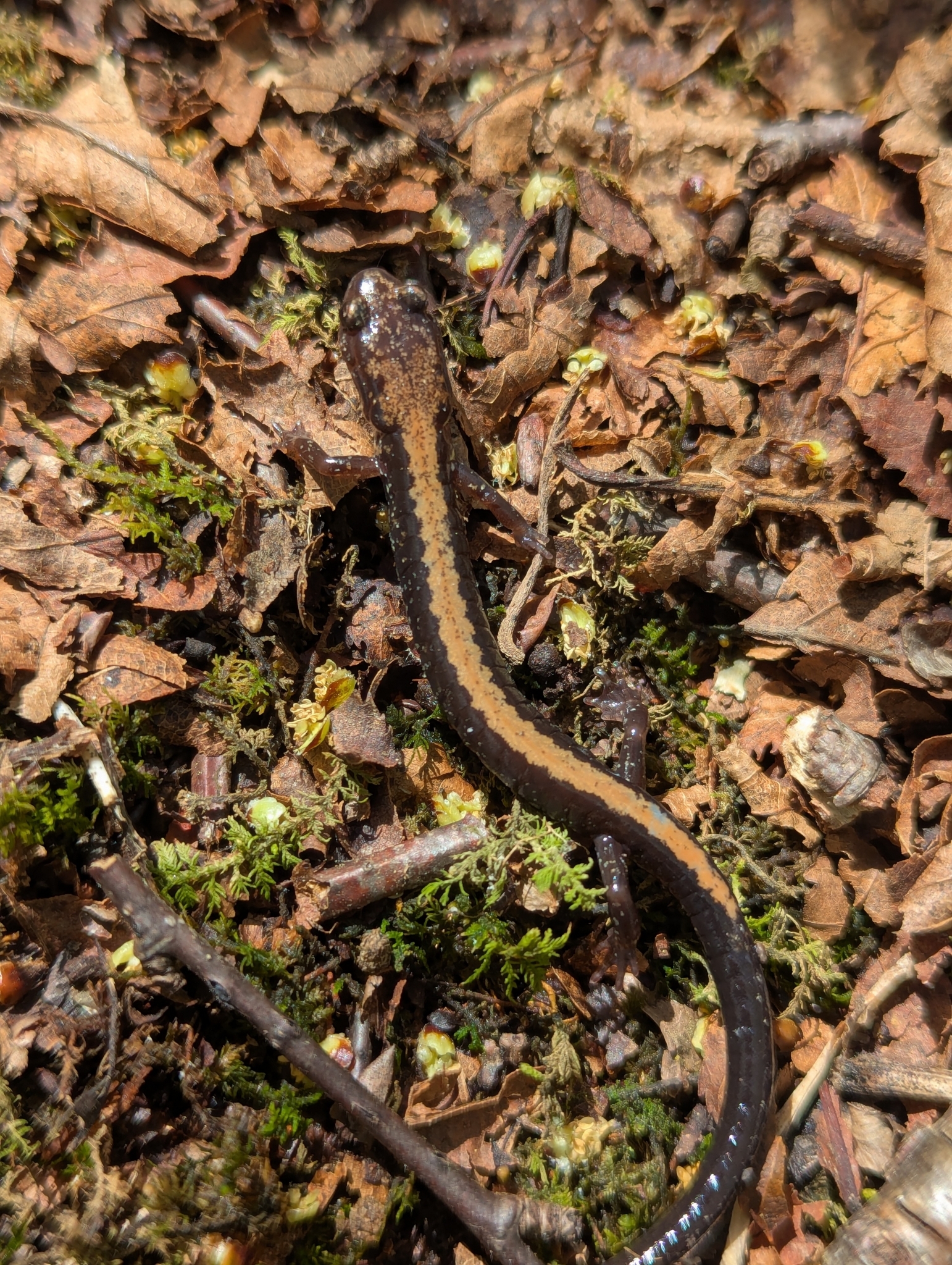 Shenandoah Salamander, Plethodon shenandoah