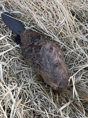 American Beaver