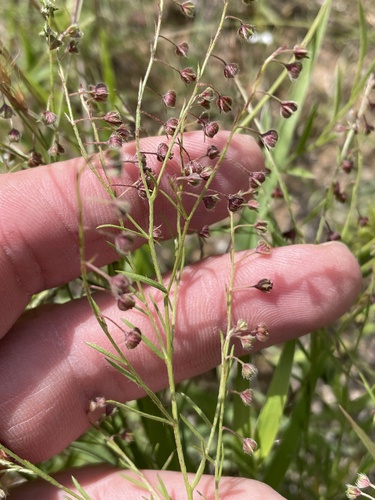 San Saba Pinweed (Lechea san)