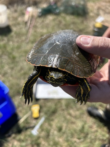Western Painted Turtle
