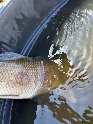 White Sucker