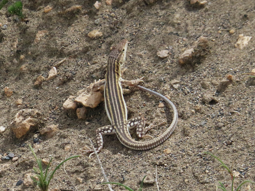 Sistan racerunner, Eremias fasciata