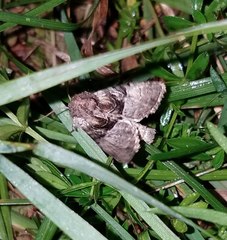 Meropleon diversicolor