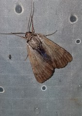 Catocala gracilis