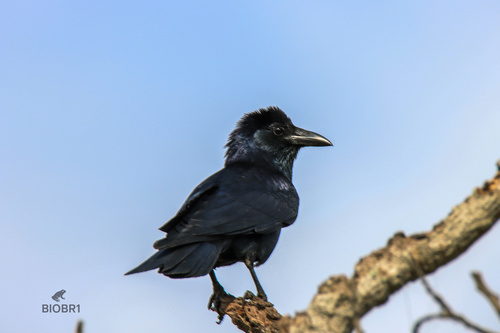 Tamaulipas Crow (Corvus imparatus)
