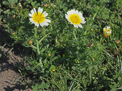 Glebionis coronaria discolor