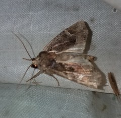 Helotropha reniformis