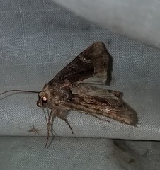 Helotropha reniformis