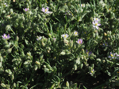 Spergularia bocconei