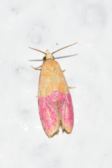 Cochylis rosaria