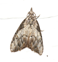 Nola pleurochorda