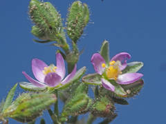 Spergularia bocconei