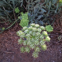Crithmum maritimum