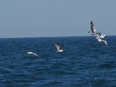 Larus michahellis michahellis