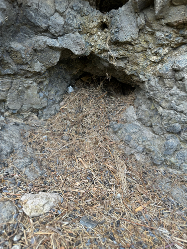 Bushy-tailed Woodrat
