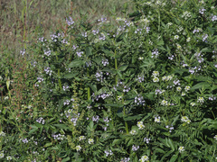 Veronica anagallis-aquatica
