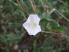 Calystegia macounii